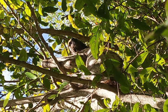 Regional Cruise in the Amazon - What guide Vinicius Villare adds