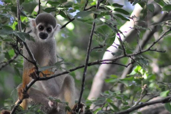 Regional Cruise in the Amazon - Ilha do Amor and the Alter do Chão start