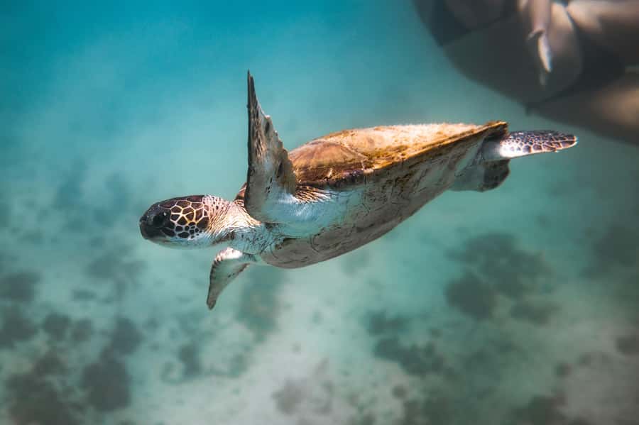 Rio: Best Dive Experience All Inclusive Scuba Diving Package - Guides who help beyond the equipment