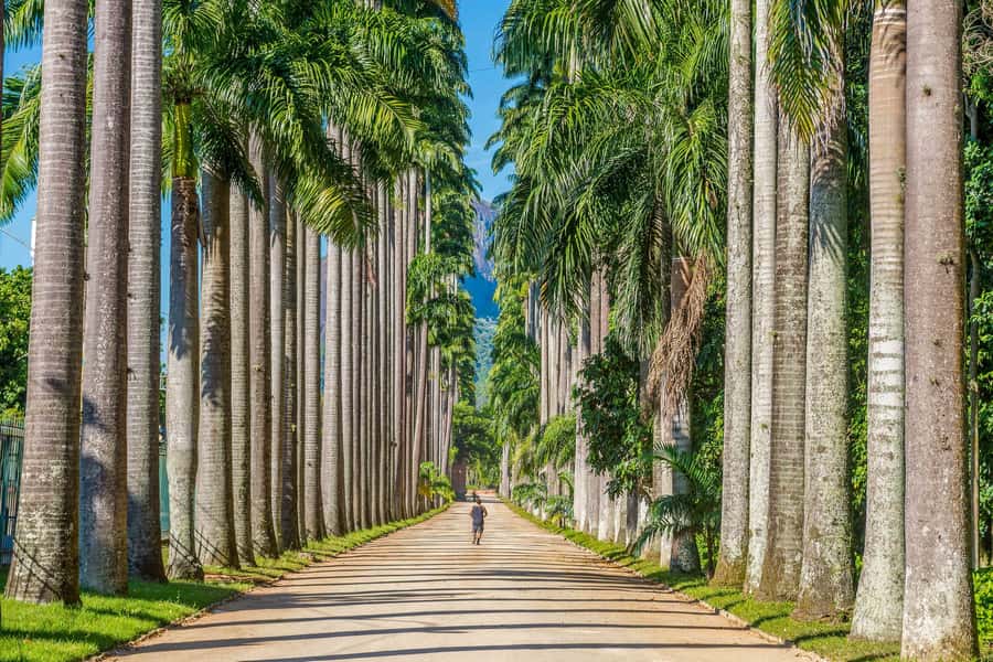 Rio: Botanical Garden, Tijuca Forest, and Parque Lage Tour - Guide Quality and the Human Side