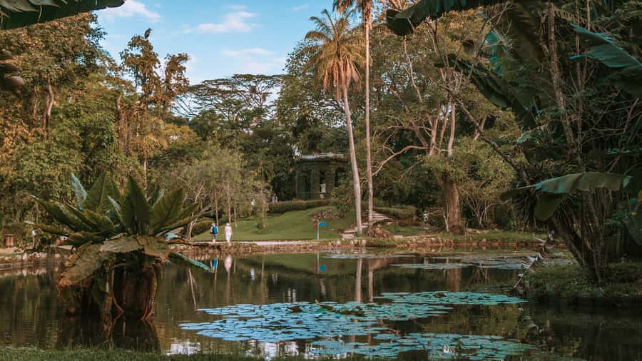 Rio de Janeiro: 4-Hour Botanical Garden & Tijuca Forest Tour - Why this Rio nature tour works