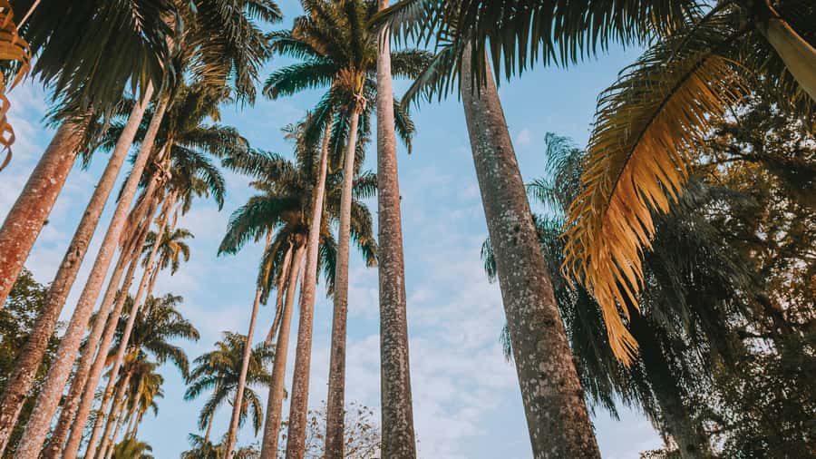 Rio de Janeiro: 4-Hour Botanical Garden & Tijuca Forest Tour - Starting among palms at the Botanical Garden