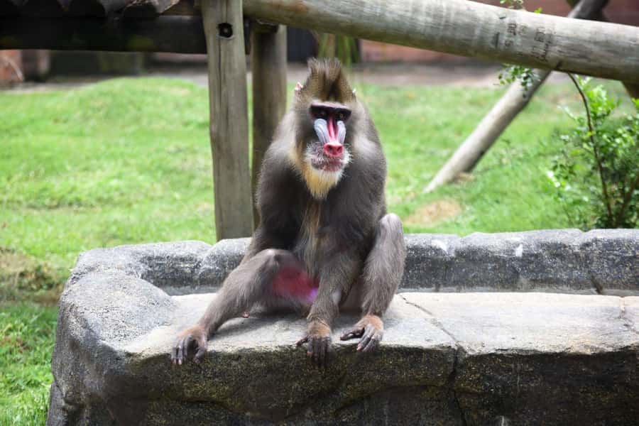 Rio de Janeiro: BioParque Guided Tour with Transfer - Key points to know before booking