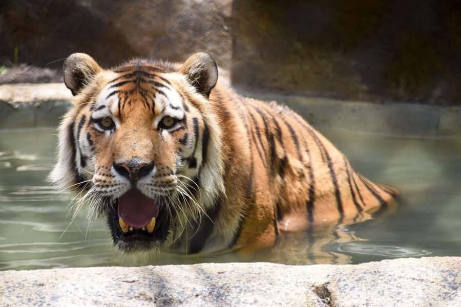 Rio de Janeiro: BioParque Guided Tour with Transfer - How the guide changes the experience