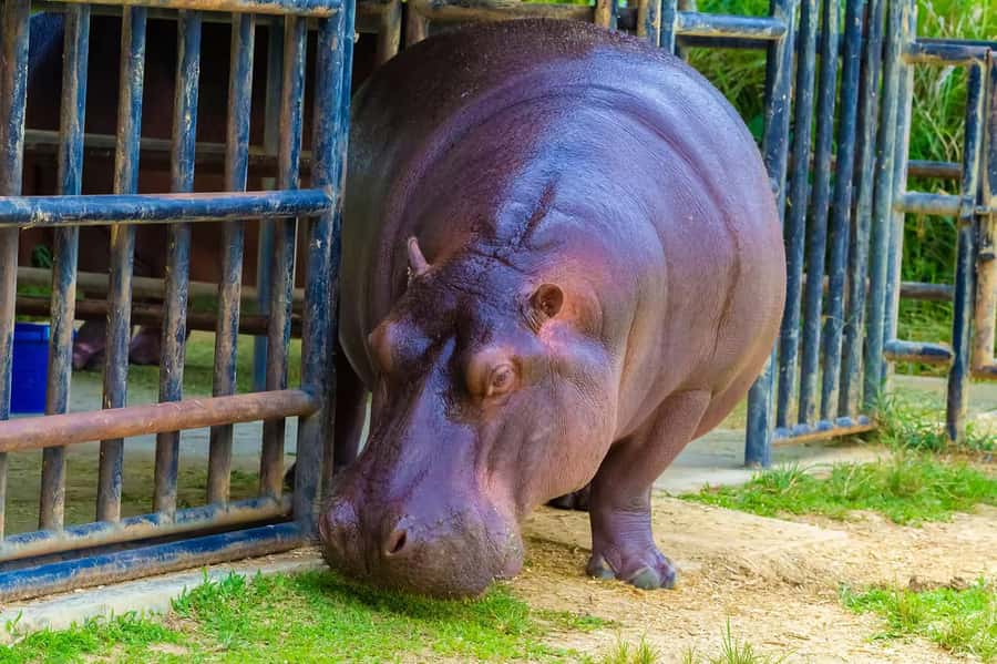 Rio de Janeiro: BioParque Guided Tour with Transfer - The four-hour schedule and its limits