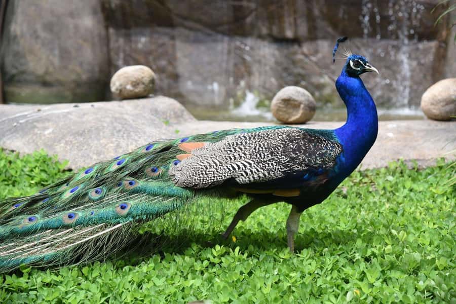 Rio de Janeiro: BioParque Guided Tour with Transfer - Practical comfort in Rio’s sun