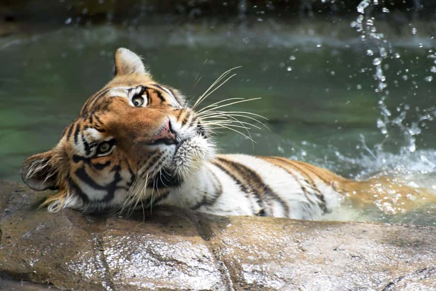 Rio de Janeiro: BioParque Guided Tour with Transfer - Hotel pickup makes a city outing easier