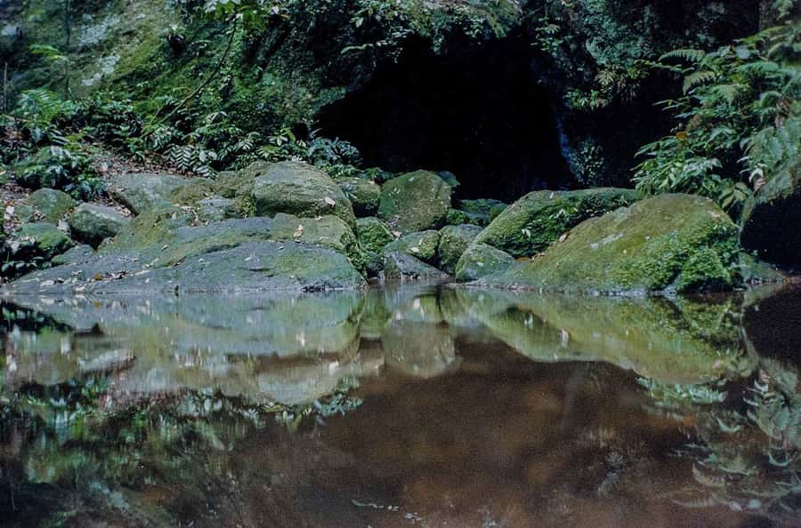 Rio de Janeiro: Botanical Garden & Tijuca Forest Guided Tour - Why this Rio nature tour works