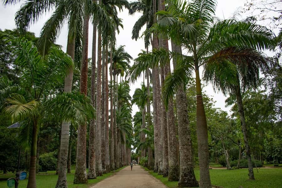 Rio de Janeiro: Botanical Garden & Tijuca Forest Guided Tour - Entering the Botanical Garden