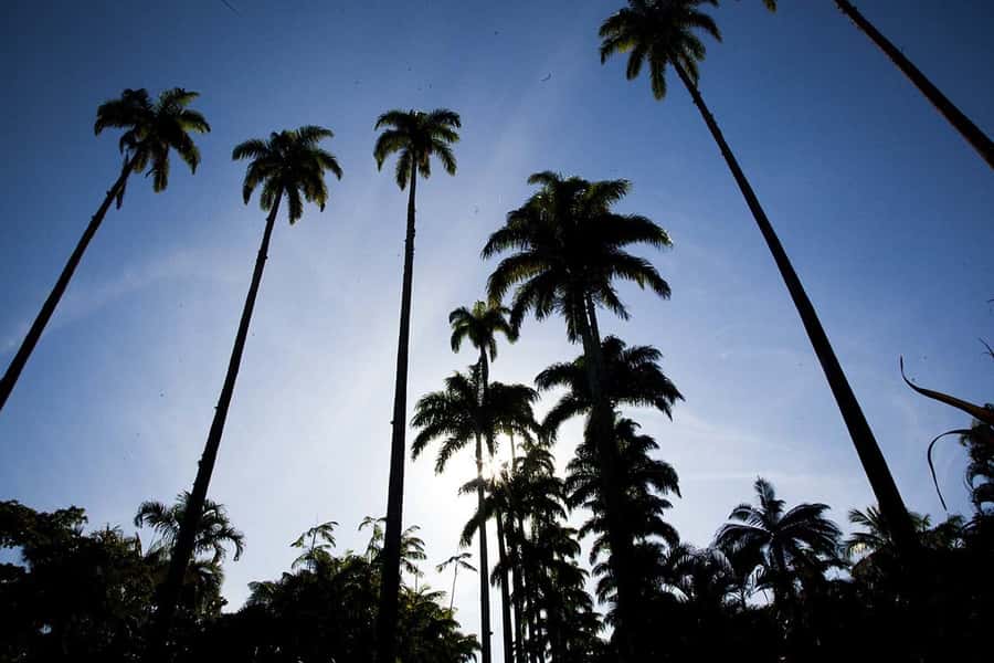 Rio de Janeiro: Botanical Garden & Tijuca Forest Guided Tour - Who should book this experience