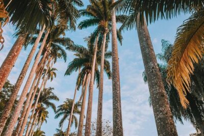 Rio de Janeiro Botanical Garden & Tijuca Forest Tour