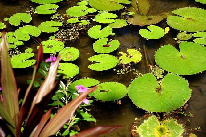 Rio de Janeiro Botanical Garden Tour - Your free time after the guided walk