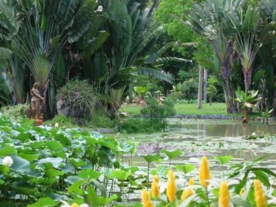 Rio de Janeiro Botanical Garden Tour
