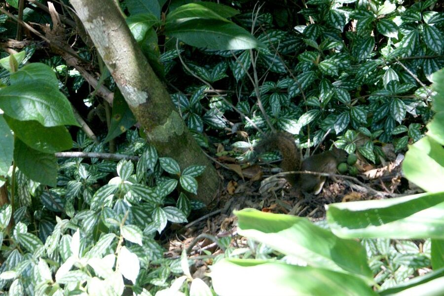 Rio de Janeiro: Guided Jeep Tour through Tijuca Rainforest - Who should book this Tijuca tour?