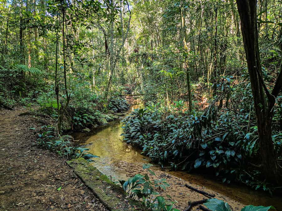 Rio de Janeiro: Guided Jeep Tour through Tijuca Rainforest - Waterfalls, Emperor’s Table, and Mayrink Chapel