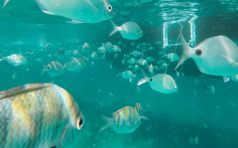 Rio de Janeiro: Ilha Grande with Boat Tour & Optional Lunch - Timing, comfort, and practical concerns
