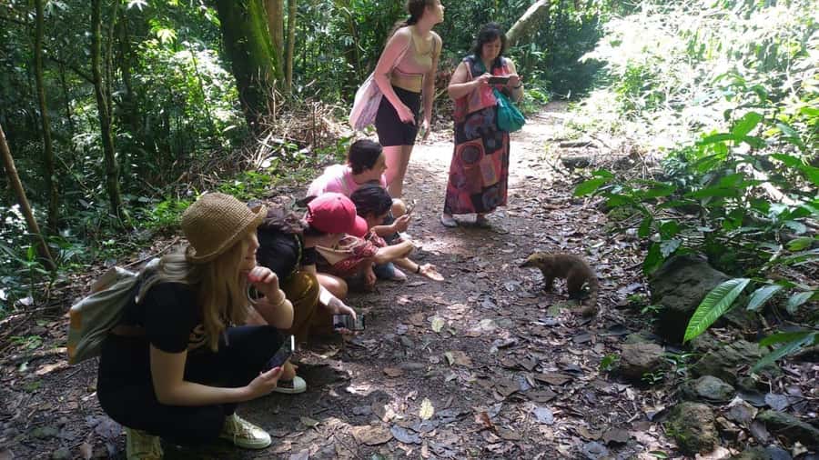 Rio de Janeiro: Jeep Tour in the Tijuca Forest - Natural pools and waterfalls: a brief cool-down