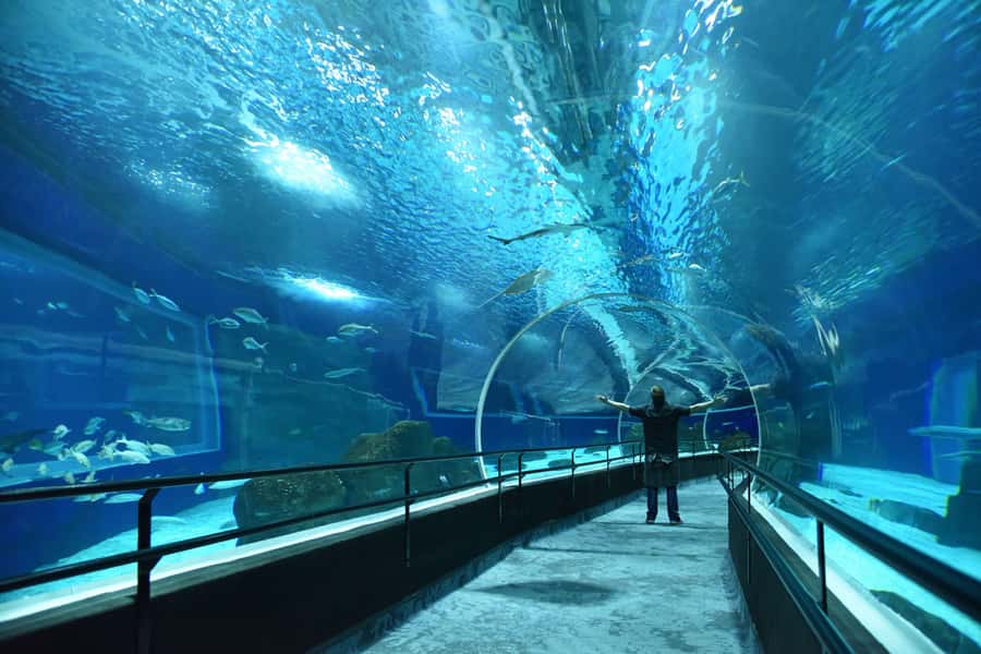 Rio de Janeiro: Marine Aquarium Entry Tickets - Key points to know before visiting AquaRio