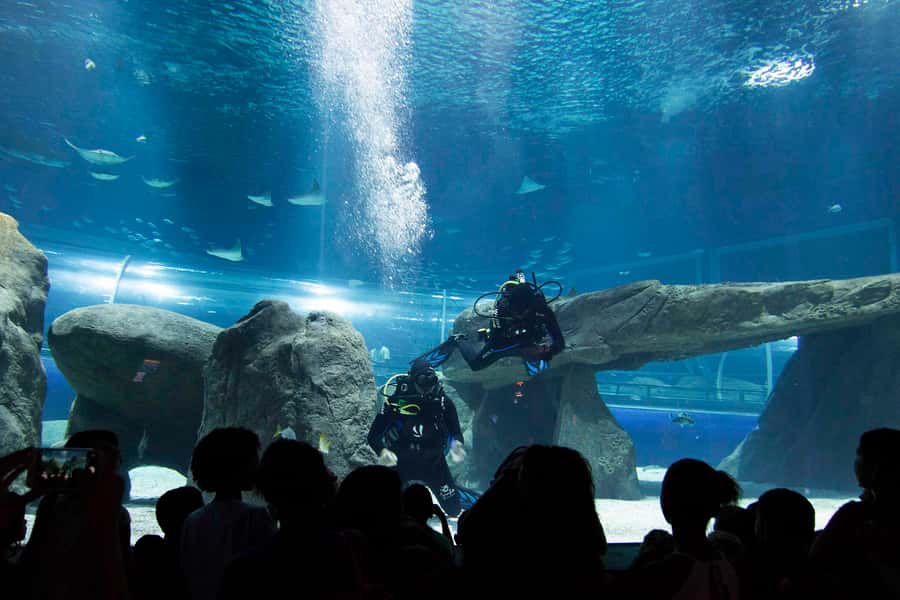 Rio de Janeiro: Marine Aquarium Entry Tickets - A strong rainy-day plan for families