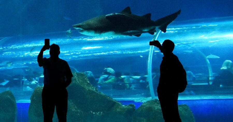Rio de Janeiro: Marine Aquarium Entry Tickets - Ticket delivery deserves careful attention