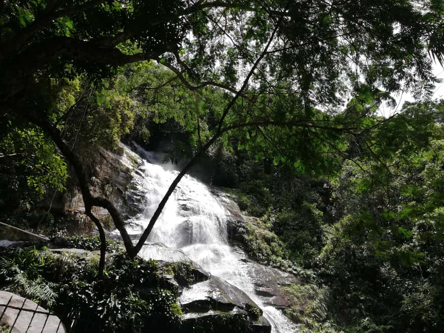 Rio de Janeiro: Tijuca Forest Waterfall of Souls Hike - Languages, timing, and what to pack