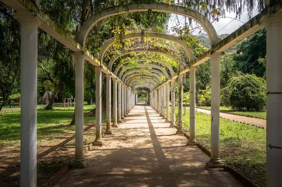 Rio de Janeiro: Tijuca National Park & Botanic Garden Tour - Tijuca Forest and its 19th-century reforestation story