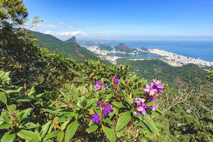 Rio de Janeiro: Tijuca National Park & Botanic Garden Tour - Time, access, and comfort