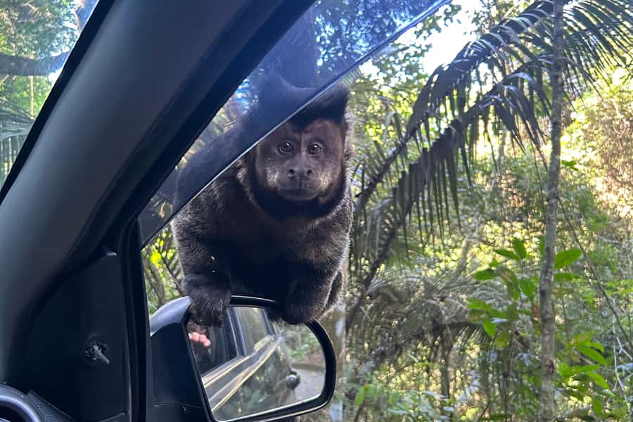 Rio de Janeiro: Tijuca National Park Tour - Key points to know before you book