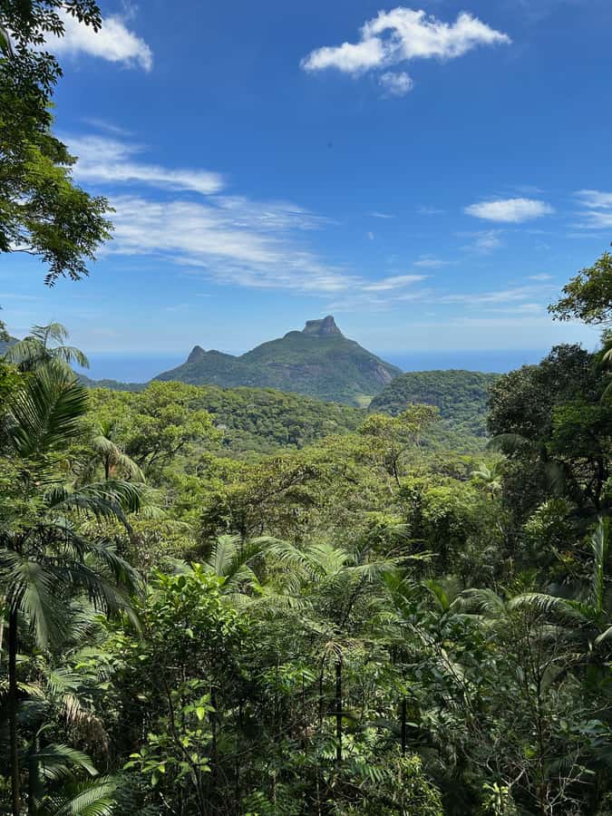 Rio de Janeiro: Tijuca National Park Tour - The first viewpoint gives you Rio from the forest edge