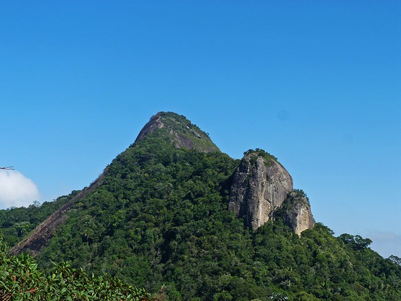 Rio de Janeiro: Tijuca Peak Guided Hike - What the guides add