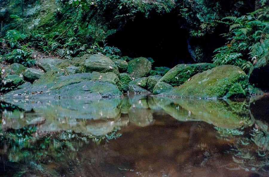 Rio: Half-Day Jeep Tour at Floresta da Tijuca - Why Tijuca Forest makes a smart half-day outing