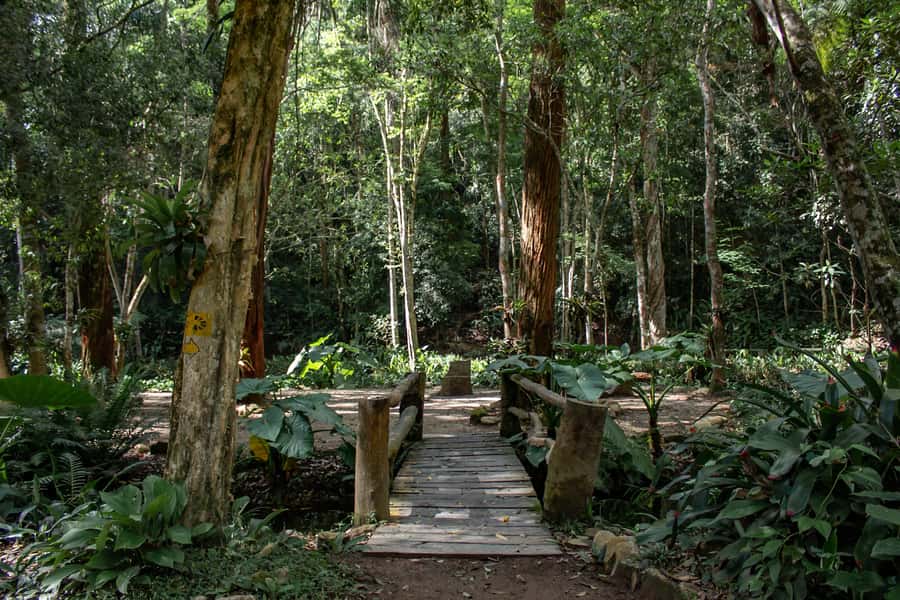Rio: Half-Day Jeep Tour at Floresta da Tijuca - What the guides add to the ride