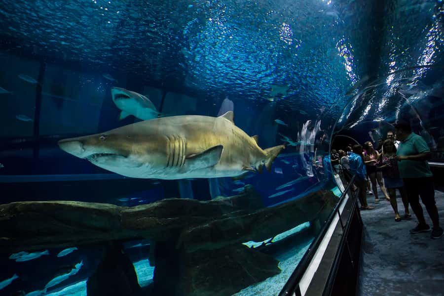 Rio: Olympic Boulevard, AquaRio and Museum of Tomorrow Tour - AquaRio: 28 Saltwater Tanks and Marine Life