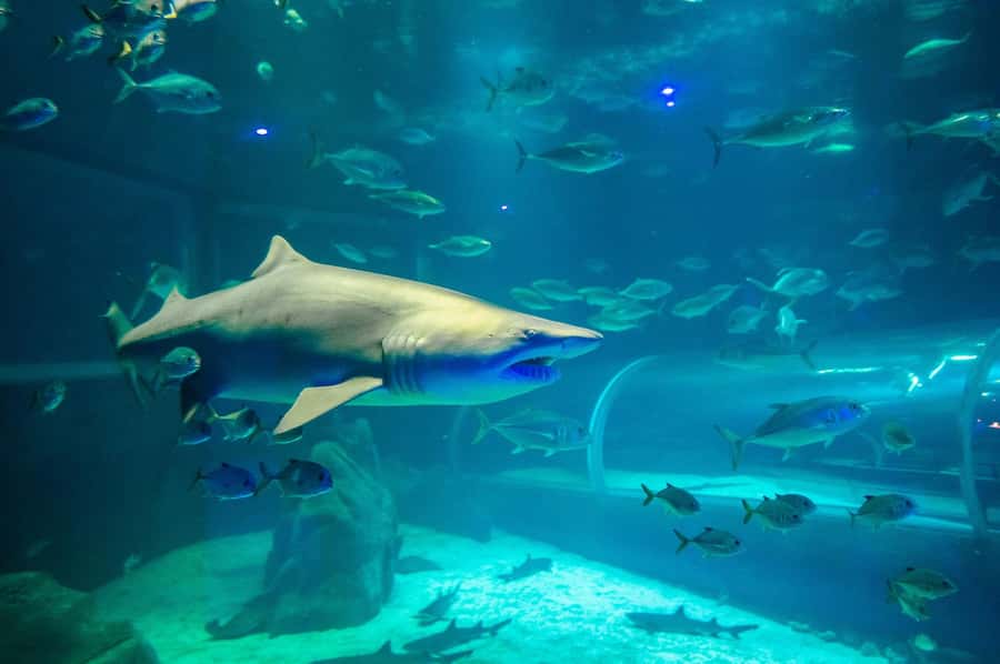 Rio: Olympic Boulevard, AquaRio and Museum of Tomorrow Tour - How the Four Hours Work