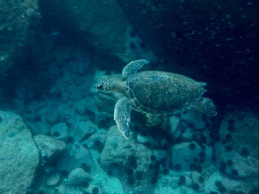 Rio: Snorkel & Swim with Turtles Tour at Tijuca Islands - Wildlife beyond turtles
