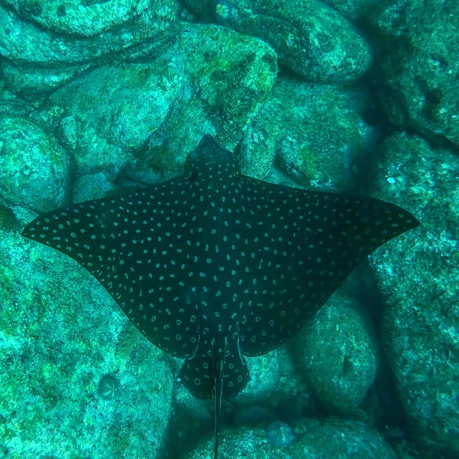 Rio: Snorkel & Swim with Turtles Tour at Tijuca Islands - Guides, languages, and group comfort