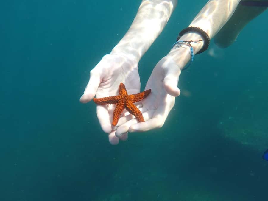 Rio: Snorkel & Swim with Turtles Tour at Tijuca Islands - The practical details that make the morning easier