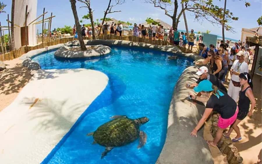 Salvador: Praia Do Forte and Guarajuba Beach Day Trip - Is $43 good value?