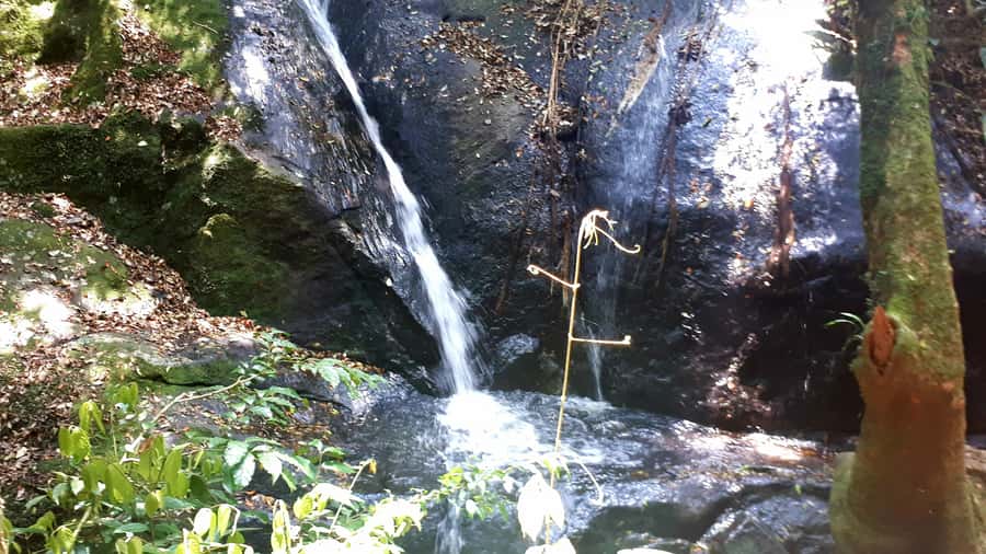 São Paulo: Cantareira Natural Park Guided Rainforest Hike - Key points at a glance