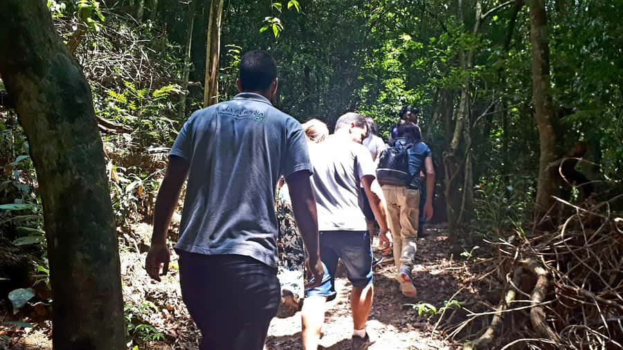 São Paulo: Cantareira Natural Park Guided Rainforest Hike - Crossing the Engordador River on the Waterfall Trail