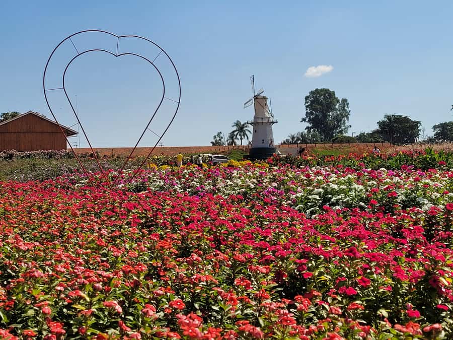 São Paulo: Holambra Colorful Flower Farm Guided Day Trip - Key points at a glance