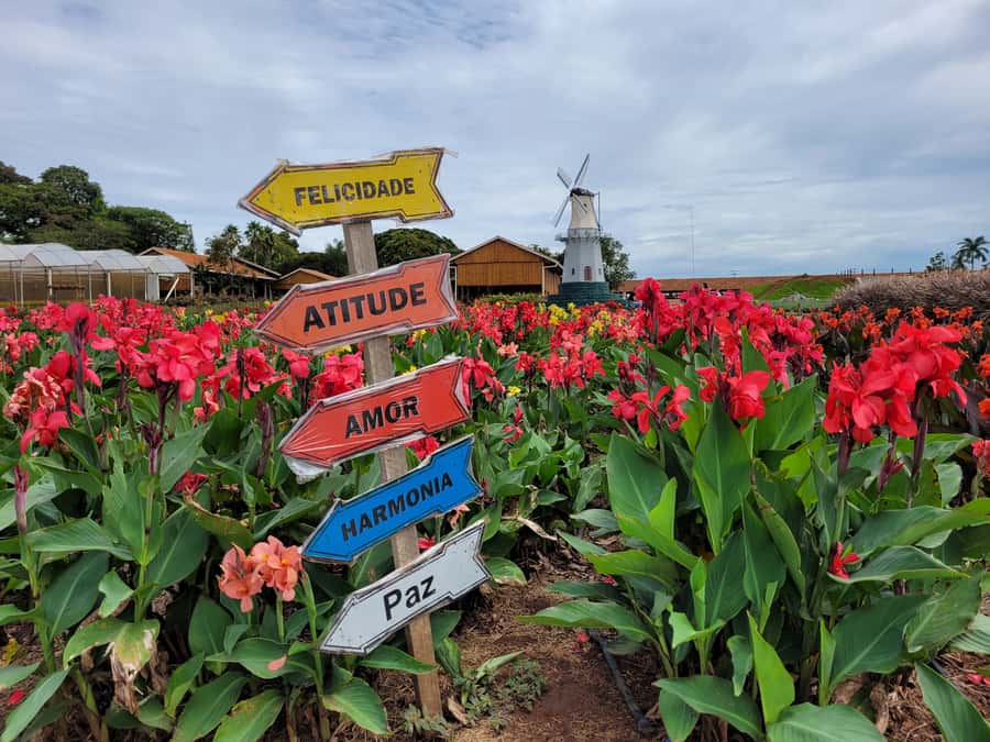 São Paulo: Holambra Colorful Flower Farm Guided Day Trip - Why Holambra makes a good day outside São Paulo