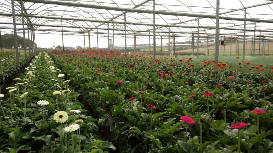 São Paulo: Holambra Colorful Flower Farm Guided Day Trip - Entering the flower farm