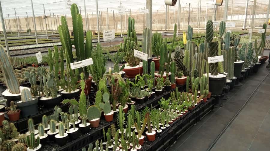 São Paulo: Holambra Colorful Flower Farm Guided Day Trip - What the $118 price really covers