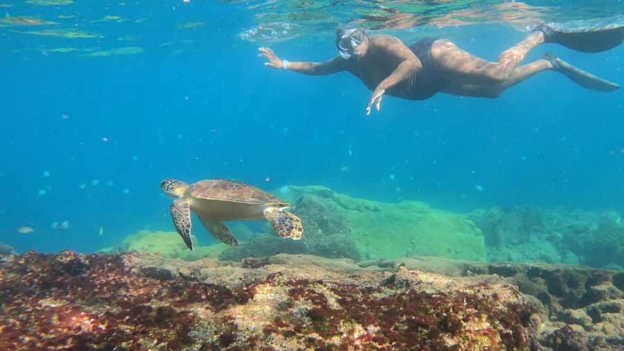 Snorkeling with turtles in their natural habitat - Lagoa Azul is the star of the day