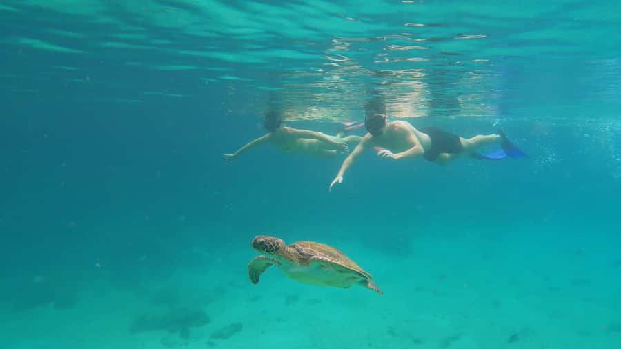 Snorkeling with turtles in their natural habitat - Freguesia de Santana gives you a break from the water
