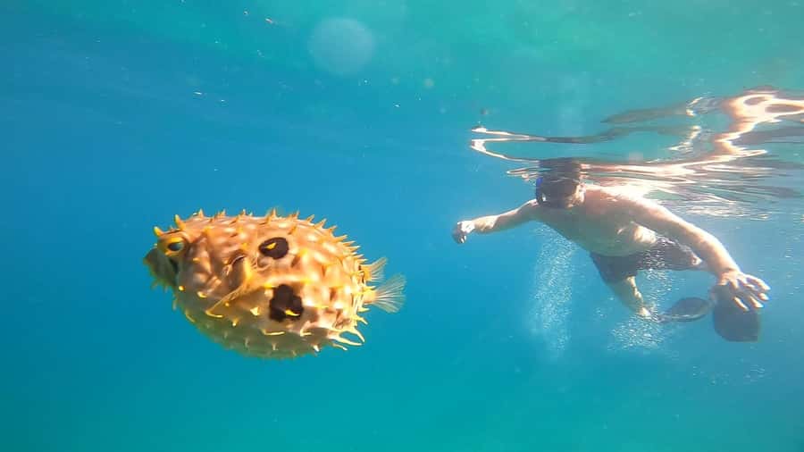Snorkeling with turtles in their natural habitat - Saco de Céu turns lunch into part of the experience