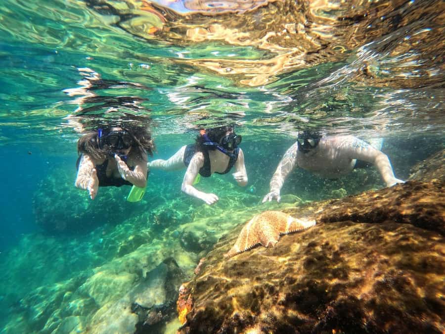 Snorkeling with turtles in their natural habitat - What the six-hour schedule feels like