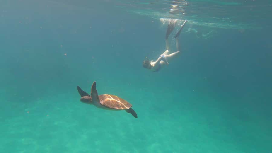 Snorkeling with turtles in their natural habitat - What is included, and what you still need to plan