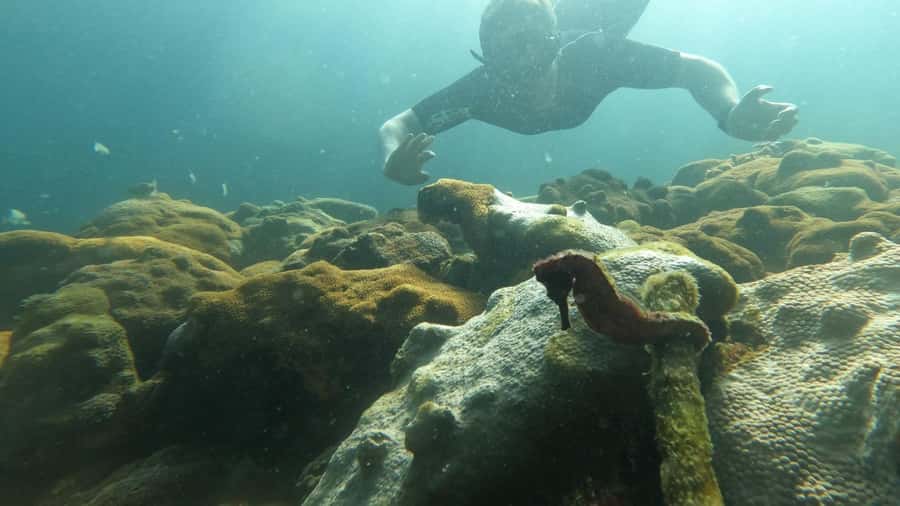Snorkeling with turtles in their natural habitat - A private boat changes the pace